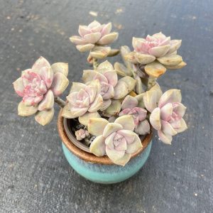 Graptopetalum 'Purple-Delight'/ 'Snow-White' 5 Heads or more，Cluster 12cm Pot Real House Plant for Indoor Outdoor Home. for Office Wedding Decoration DIY Projects Party Favor Gift. Bare Roots Delivery  Ideal for landscaping, gardens 5 heads or more..