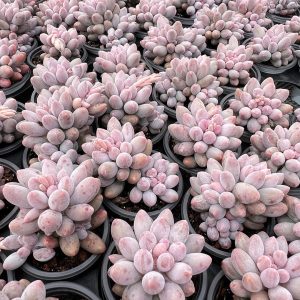 Pachyphytum ‘Machucae’/Baby finger, 2Heads 2‘’Rare Succulent Echeveria  1 Live Mini Succulent Plant Fully Rooted in 2 inch Starter Pot with Soil Mix. Real House Plant for Indoor Outdoor Home. for Office Wedding Decoration DIY Projects Party Favor Gift.