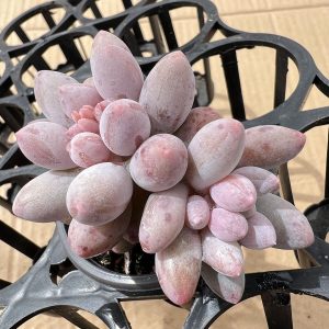 2‘’Rare Succulent Echeveria Small Cluster  Pachyphytum 'Machucae' /Baby finger  1 Live Mini Succulent Plant Fully Rooted in 2 inch Starter Pot with Soil Mix.  Real House Plant for Indoor Outdoor Home.  for Office Wedding Decoration DIY Projects Party Favor Gift.