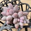 Pachyphytum ‘Machucae’/Baby finger, 2Heads 2‘’Rare Succulent Echeveria  1 Live Mini Succulent Plant Fully Rooted in 2 inch Starter Pot with Soil Mix. Real House Plant for Indoor Outdoor Home. for Office Wedding Decoration DIY Projects Party Favor Gift.