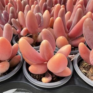 Echeveria Red Fingers/Pachysedum'Ganzhou'，3 Heads 5cm Pot Live Succulent，Mini House Plant 1 Live Mini Succulent Plant Fully Rooted in 2 inch Starter Pot with Soil Mix. Real House Plant for Indoor Outdoor Home. for Office Wedding Decoration DIY Projects Party Favor Gift.