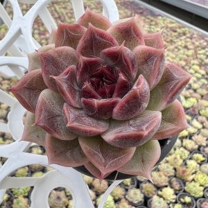 Special vein lines Echeveria Dark striped Amethyst，Single head 5cm Pot 1 Live Mini Succulent Plant Fully Rooted in 2 inch Starter Pot with Soil Mix. Real House Plant for Indoor Outdoor Home. for Office Wedding Decoration DIY Projects Party Favor Gift.