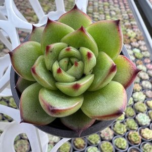 Echeveria Chihuahuaensis(genuine) 2‘’Single head Rare Succulent Echeveria 1 Live Mini Succulent Plant Fully Rooted in 2 inch Starter Pot with Soil Mix. Real House Plant for Indoor Outdoor Home. for Office Wedding Decoration DIY Projects Party Favor Gift.