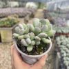 3.5‘’Rare Succulent Echeveria  Pachyphytum oviferum mikadukibijin/Three Day Moon Beauty，  Cluster 9cm Pot