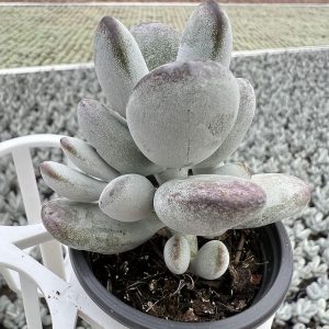 Echeveria Cotyledon orbiculata， 2‘’Single head Mini House Plant