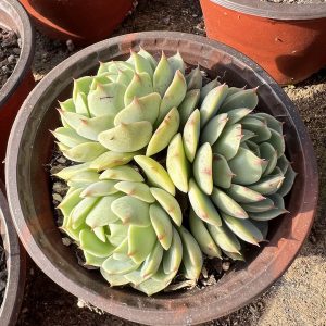 4.75‘’Shining Planet Echeveria Ben Badis，  Star Cluster 12cm Pot  Bare Roots Delivery Ideal  for landscaping, gardens Real House Plant  for Indoor Outdoor Home.  for Office Wedding Decoration DIY Projects Party Favor Gift.