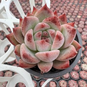 Echeveria Colorata f. Tapalpa(genuine)， 2‘’Single head 5cm Pot 2‘’Rare Succulent Echeveria 1 Live Mini Succulent Plant Fully Rooted in 2 inch Starter Pot with Soil Mix. Real House Plant for Indoor Outdoor Home. for Office Wedding Decoration DIY Projects Party Favor Gift.