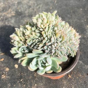 5‘’Echeveria 'Sasa'/Queen Sasha，Cristata 12cm Pot Live Succulent，Mini House Plant Easy to Grow, Unique Gift, Hand Selecte 🚚Bare Roots Delivery Ideal for landscaping, gardens Real House Plant for Indoor Outdoor Home. for Office Wedding Decoration DIY Projects Party Favor Gift.