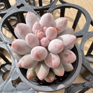 Pachyphytum ‘Machucae’/Baby finger, 2Heads 2‘’Rare Succulent Echeveria  1 Live Mini Succulent Plant Fully Rooted in 2 inch Starter Pot with Soil Mix. Real House Plant for Indoor Outdoor Home. for Office Wedding Decoration DIY Projects Party Favor Gift.