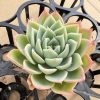 Echeveria Pansy，2‘’Single head Live Succulent 5cm Pot