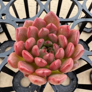 Red Succulents Echeveria Pink Ruby,Single head 5cm Pot 1 Live Mini Succulent Plant Fully Rooted in 2 inch Starter Pot with Soil Mix. Real House Plant for Indoor Outdoor Home. for Office Wedding Decoration DIY Projects Party Favor Gift.