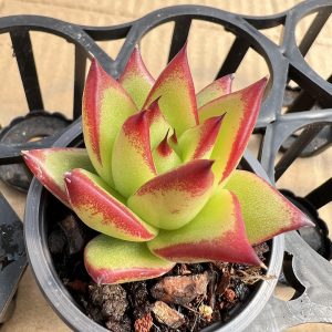 Echeveria Lipstick， Live Mini Succulent Plant 2‘’Single head 5cm Pot 1 Live Mini Succulent Plant Fully Rooted in 2 inch Starter Pot with Soil Mix. Real House Plant for Indoor Outdoor Home. for Office Wedding Decoration DIY Projects Party Favor Gift.