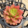 Echeveria Flame Thia/Sedeveria Letizia，Single head 5cm Pot 1 Live Mini Succulent Plant Fully Rooted in 2 inch Starter Pot with Soil Mix. Real House Plant for Indoor Outdoor Home. for Office Wedding Decoration DIY Projects Party Favor Gift.