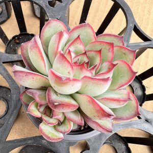 Echeveria Moon Goddess,Small Cluster 5cm Pot Live Succulent 1 Live Mini Succulent Plant Fully Rooted in 2 inch Starter Pot with Soil Mix. Real House Plant for Indoor Outdoor Home. for Office Wedding Decoration DIY Projects Party Favor Gift.