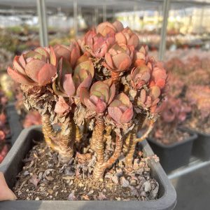 7.5‘’Echeveria 'Suyon'，Cluster 18cm Pot Unique Gift, Hand Selected Bare Roots Delivery Ideal for landscaping, gardens Real House Plant for Indoor Outdoor Home. for Office Wedding Decoration DIY Projects Party Favor Gift.