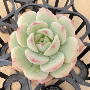 Echeveria Vanilla，  Single head 5cm Pot 2‘’Hand Selected Unique Gift  1 Live Mini Succulent Plant Fully Rooted in 2 inch Starter Pot with Soil Mix.  Real House Plant for Indoor Outdoor Home.  for Office Wedding Decoration DIY Projects Party Favor Gift.