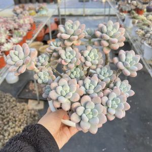 A Harmony of Succulents:  Echeveria Adromischus Cooperi Cluster, 9-Inch Pot  Bare Roots Delivery Ideal for landscaping, gardens 20-25cm or more..