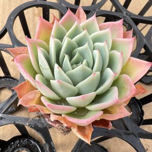 Echeveria Pansy，2‘’Single head Live Succulent 5cm Pot 1 Live Mini Succulent Plant Fully Rooted in 2 inch Starter Pot with Soil Mix. Real House Plant for Indoor Outdoor Home. for Office Wedding Decoration DIY Projects Party Favor Gift.