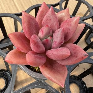 Echeveria Peach Blossom Spring，  Single head 5cm Pot  1 Live Mini Succulent Plant Fully Rooted in 2 inch Starter Pot with Soil Mix.  Real House Plant for Indoor Outdoor Home.  for Office Wedding Decoration DIY Projects Party Favor Gift.