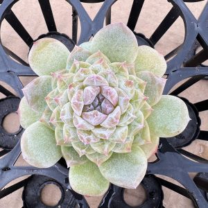 Live Mini Succulent Plant 2‘’Echeveria Icey，3 Heads 5cm Pot 1 Live Mini Succulent Plant Fully Rooted in 2 inch Starter Pot with Soil Mix. Real House Plant for Indoor Outdoor Home. for Office Wedding Decoration DIY Projects Party Favor Gift.