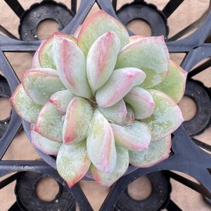 Echeveria Cream Puff（genuine）, 2 Heads 5cm Pot 2‘’Rare Succulent Echeveria 1 Live Mini Succulent Plant Fully Rooted in 2 inch Starter Pot with Soil Mix. Real House Plant for Indoor Outdoor Home. for Office Wedding Decoration DIY Projects Party Favor Gift.