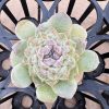 2‘’Echeveria Icey，Single head Rare Succulent Echeveria 1 Live Mini Succulent Plant Fully Rooted in 2 inch Starter Pot with Soil Mix. Real House Plant for Indoor Outdoor Home. for Office Wedding Decoration DIY Projects Party Favor Gift.