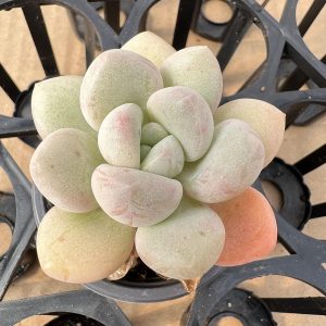 2‘’Rare Succulent Echeveria Bubble Gum，Single head 5cm Pot 1 Live Mini Succulent Plant Fully Rooted in 2 inch Starter Pot with Soil Mix. Real House Plant for Indoor Outdoor Home. for Office Wedding Decoration DIY Projects Party Favor Gift.