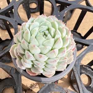 Highly recommend Echeveria 'Vincent Catto'，  Single head 5cm Pot  1 Live Mini Succulent Plant Fully Rooted in 2 inch Starter Pot with Soil Mix.  Real House Plant for Indoor Outdoor Home.  for Office Wedding Decoration DIY Projects Party Favor Gift.