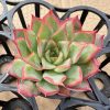 Echeveria Lotus Lantern，  Single head 5cm Pot Live Succulents Plants  1 Live Mini Succulent Plant Fully Rooted in 2 inch Starter Pot with Soil Mix.  Real House Plant for Indoor Outdoor Home.  for Office Wedding Decoration DIY Projects Party Favor Gift.