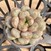 2‘’Rare Succulent Echeveria grape， Single head 5cm Pot  1 Live Mini Succulent Plant Fully Rooted in 2 inch Starter Pot with Soil Mix.  Real House Plant for Indoor Outdoor Home.  for Office Wedding Decoration DIY Projects Party Favor Gift.