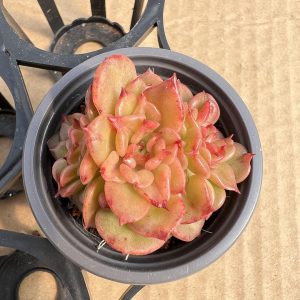 Discover the Charm of Echeveria Rolly,  a Small Cluster Thriving in a 2-Inch Pot  1 Live Mini Succulent Plant Fully Rooted in 2 inch Starter Pot with Soil Mix.  Real House Plant for Indoor Outdoor Home.  for Office Wedding Decoration DIY Projects Party Favor Gift.