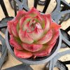 Echeveria Greenery，  Single head 5cm Pot 2‘’Mini House Plant  1 Live Mini Succulent Plant Fully Rooted in 2 inch Starter Pot with Soil Mix.  Real House Plant for Indoor Outdoor Home.  for Office Wedding Decoration DIY Projects Party Favor Gift.