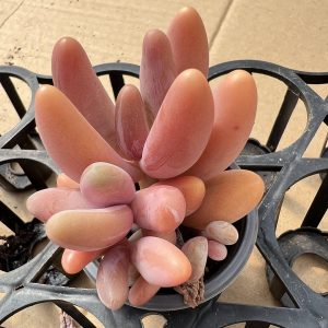 2‘’Rare Succulents Echeveria Red Fingers/Pachysedum'Ganzhou'2 Heads 1 Live Mini Succulent Plant Fully Rooted in 2 inch Starter Pot with Soil Mix. Real House Plant for Indoor Outdoor Home. for Office Wedding Decoration DIY Projects Party Favor Gift.