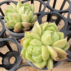 Echeveria Meaty Ice City， 3 Heads 5cm Pot 2‘’Rare Succulent Echeveria 1 Live Mini Succulent Plant Fully Rooted in 2 inch Starter Pot with Soil Mix. Real House Plant for Indoor Outdoor Home. for Office Wedding Decoration DIY Projects Party Favor Gift.