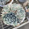 7.5‘’Rare Succulents Echeveria 'Sasa'/Queen Sasha，Cluster 18cm Pot Bare Roots Delivery Ideal for landscaping, gardens 4 Heads or more.. Real House Plant for Indoor Outdoor Home. for Office Wedding Decoration DIY Projects Party Favor Gift.