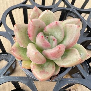 Echeveria 'Avocado Cream'， 2‘’Single head Live Mini Succulent Plant 1 Live Mini Succulent Plant Fully Rooted in 2 inch Starter Pot with Soil Mix. Real House Plant for Indoor Outdoor Home. for Office Wedding Decoration DIY Projects Party Favor Gift.