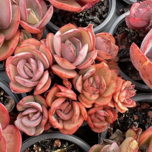 Rare Succulent Echeveria 'Suyon'， 2 Heads 5cm Pot  1 Live Mini Succulent Plant Fully Rooted in 2 inch Starter Pot with Soil Mix.  Real House Plant for Indoor Outdoor Home.  for Office Wedding Decoration DIY Projects Party Favor Gift.