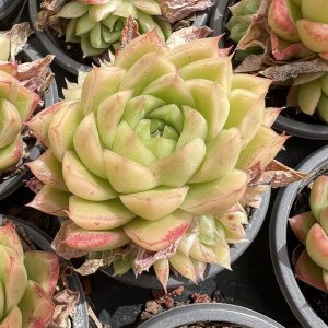 Echeveria 'Queen's Rose'， Single head 5cm Pot 2" Rare Succulent Echeveria  1 Live Mini Succulent Plant Fully Rooted in 2 inch Starter Pot with Soil Mix. Real House Plant for Indoor Outdoor Home. for Office Wedding Decoration DIY Projects Party Favor Gift.