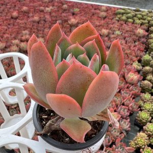 Echeveria Luella， Single head 5cm Pot 2‘’Mini House Plant  1 Live Mini Succulent Plant Fully Rooted in 2 inch Starter Pot with Soil Mix.  Real House Plant for Indoor Outdoor Home.  for Office Wedding Decoration DIY Projects Party Favor Gift.