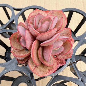 Rare Succulent Echeveria 'Suyon'， 2 Heads 5cm Pot  1 Live Mini Succulent Plant Fully Rooted in 2 inch Starter Pot with Soil Mix.  Real House Plant for Indoor Outdoor Home.  for Office Wedding Decoration DIY Projects Party Favor Gift.