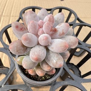 2‘’Rare Succulent Pachyphytum 'Machucae' /Baby finger，Single Heads 5cm Pot 1 Live Mini Succulent Plant Fully Rooted in 2 inch Starter Pot with Soil Mix. Real House Plant for Indoor Outdoor Home. for Office Wedding Decoration DIY Projects Party Favor Gift.-Boutique