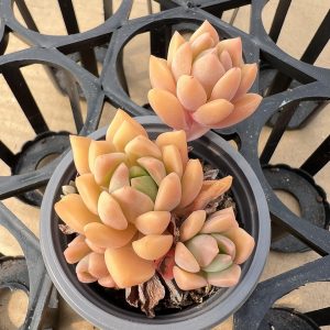 Charming Miniature Cluster:  Lively Echeveria Sedeveria 'Markus' Thrives in a 2-Inch Pot 1 Live Mini Succulent Plant Fully Rooted in 2 inch Starter Pot with Soil Mix.  Real House Plant for Indoor Outdoor Home.  for Office Wedding Decoration DIY Projects Party Favor Gift.