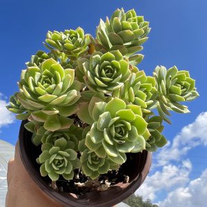 4.75‘’Echeveria Sedeveria 'Green Rose'，  Cluster 12cm Pot  Bare Roots Delivery Ideal for landscaping, gardens  Real House Plant for Indoor Outdoor Home.  for Office Wedding Decoration DIY Projects Party Favor Gift.