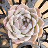 Echeveria Jasmine， 2‘’Single head，Live Succulent，Mini House Plant  1 Live Mini Succulent Plant Fully Rooted in 2 inch Starter Pot with Soil Mix.  Real House Plant for Indoor Outdoor Home.  for Office Wedding Decoration DIY Projects Party Favor Gift.