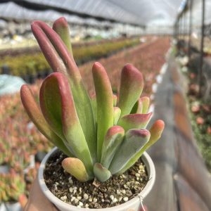 4.75‘’Rare Succulent Echeveria fire fox，Cluster Mini House Plant