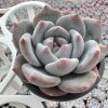 2‘’Rare Succulent Echeveria Monroe，  Single head 5cm Pot Unique Gift, Hand Selected  1 Live Mini Succulent Plant Fully Rooted in 2 inch Starter Pot with Soil Mix.  Real House Plant for Indoor Outdoor Home.  for Office Wedding Decoration DIY Projects Party Favor Gift.