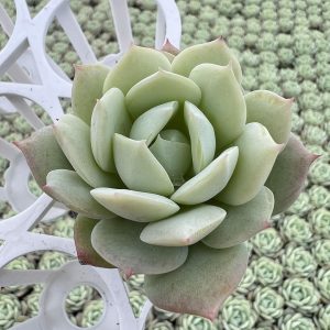 Echeveria Love Song，  Single head 5cm Pot  Mini House Plant, Easy to Grow  1 Live Mini Succulent Plant Fully Rooted in 2 inch Starter Pot with Soil Mix.  Real House Plant for Indoor Outdoor Home.  for Office Wedding Decoration DIY Projects Party Favor Gift.