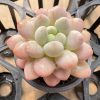 2‘’Rare Succulent Echeveria Rococo，  Single head 5cm Pot  1 Live Mini Succulent Plant Fully Rooted in 2 inch Starter Pot with Soil Mix.  Real House Plant for Indoor Outdoor Home.  for Office Wedding Decoration DIY Projects Party Favor Gift.