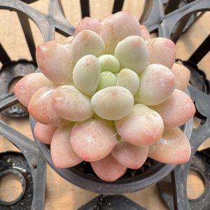 2‘’Rare Succulent Echeveria Rococo，Single head 5cm Pot