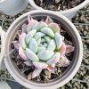 Echeveria All Star，3.5‘’Single head Live Mini Succulent Plant Ships with potting soil ，Ideal for landscaping, gardens Real House Plant for Indoor Outdoor Home. for Office Wedding Decoration DIY Projects Party Favor Gift.